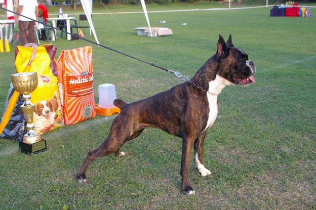 www.boxer-show.eu